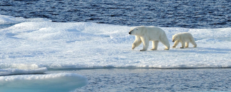 流氷の上を歩く 2 頭のホッキョクグマ